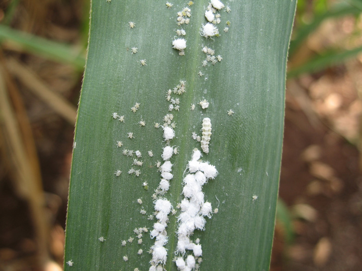 mites on grass